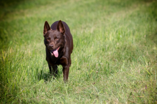 fotograf hodonin (4)